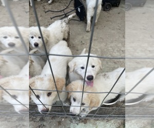 Great Pyrenees Puppy for sale in SORRENTO, FL, USA