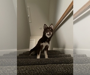 Pomsky Puppy for sale in CLARKSVILLE, TN, USA