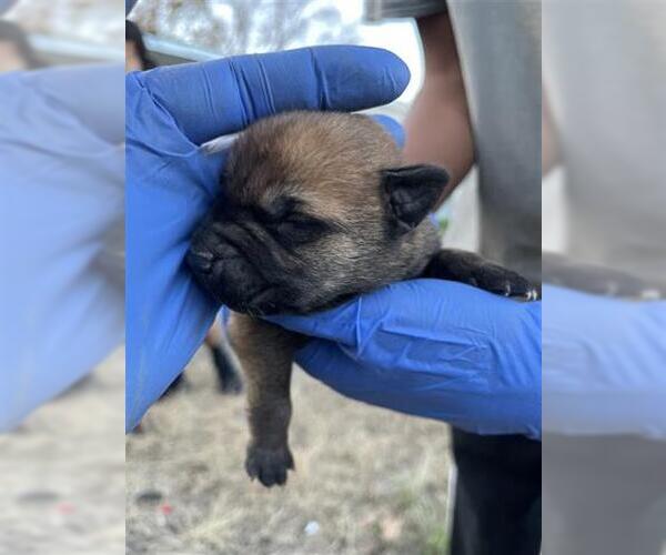 Medium Photo #1 Mutt Puppy For Sale in Houston, TX, USA