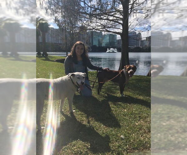 Medium Photo #18 Boxer-Unknown Mix Puppy For Sale in Sanford, FL, USA