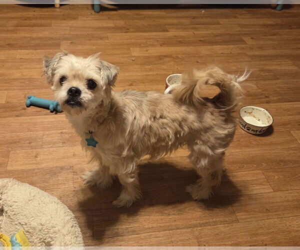 Medium Photo #1 Shiranian Puppy For Sale in Iroquois, IL, USA