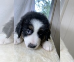 Puppy 4 Miniature American Shepherd