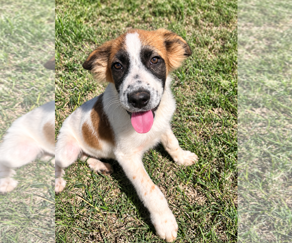 Medium Photo #3 Australian Shepherd Puppy For Sale in Dallas, TX, USA
