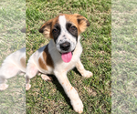 Small Photo #3 Australian Shepherd Puppy For Sale in Dallas, TX, USA