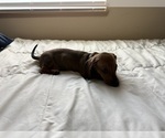 Small #2 Dachshund