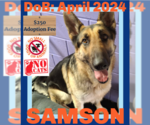 Small #10 German Shepherd Dog