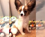 Small #3 Papillon