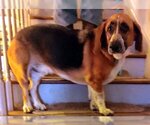 Small #5 Basset Hound-German Shepherd Dog Mix