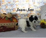 Small #13 Poodle (Toy)