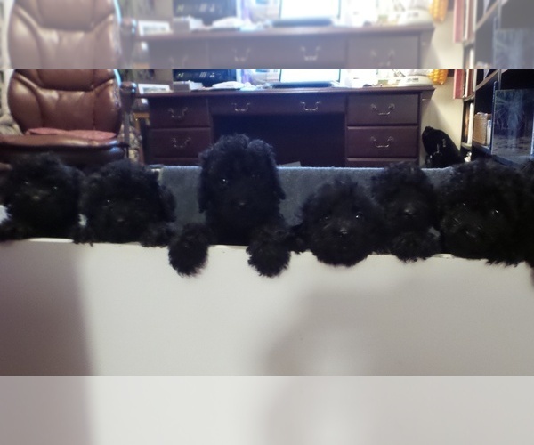 Medium Photo #5 Barbet Puppy For Sale in GREENBANK, WA, USA