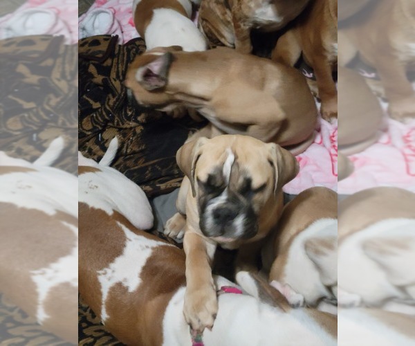 Medium Photo #3 American Bulldog-English Bulldog Mix Puppy For Sale in DAPHNE, AL, USA