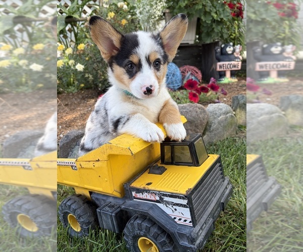 Medium Photo #2 Pembroke Welsh Corgi Puppy For Sale in MIDDLEBURY, IN, USA