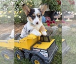 Small #1 Pembroke Welsh Corgi