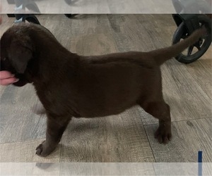 Labrador Retriever Puppy for sale in OSYKA, MS, USA