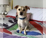Small #11 Mutt