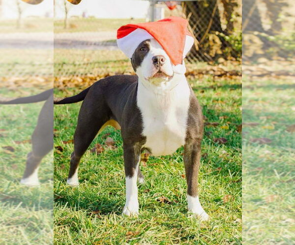 Medium Photo #1 Mutt Puppy For Sale in Richmond, IN, USA