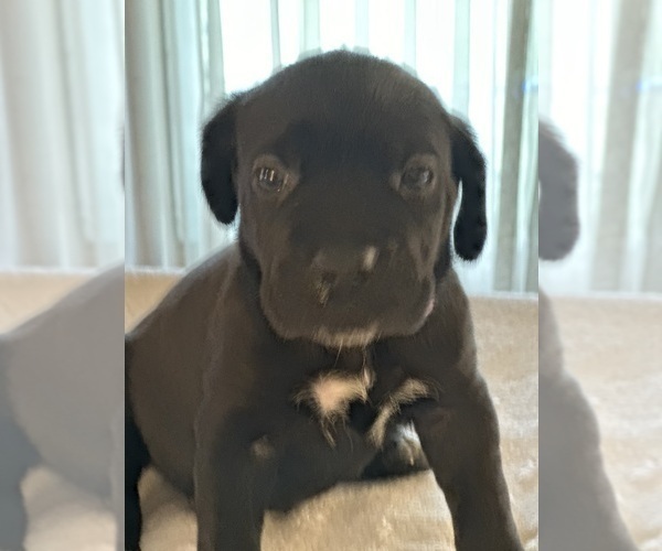 Medium Photo #5 Cane Corso Puppy For Sale in ANDERSON, IN, USA