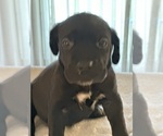 Small Photo #5 Cane Corso Puppy For Sale in ANDERSON, IN, USA