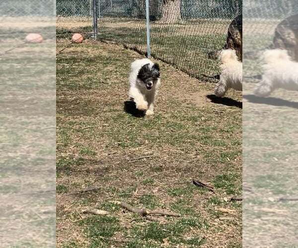 Medium Photo #3 Poodle (Miniature) Puppy For Sale in HADDAM, KS, USA