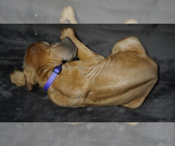 Medium Photo #5 Rhodesian Ridgeback Puppy For Sale in ONEIDA, TN, USA
