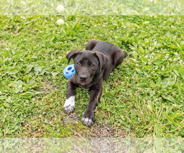 Medium Photo #4 Border Collie-Unknown Mix Puppy For Sale in Landenberg, PA, USA