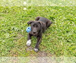 Small #3 Border Collie Mix