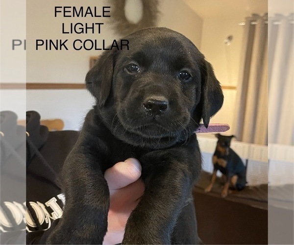 Medium Photo #1 Labrador Retriever Puppy For Sale in TROUT RUN, PA, USA