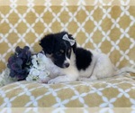 Small Photo #14 Jack Russell Terrier-Unknown Mix Puppy For Sale in LAKELAND, FL, USA