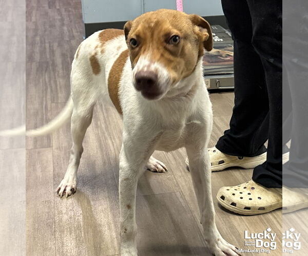 Medium Photo #1 Retriever -Unknown Mix Puppy For Sale in Washington, DC, USA