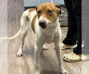 Retriever -Unknown Mix Dogs for adoption in Washington, DC, USA