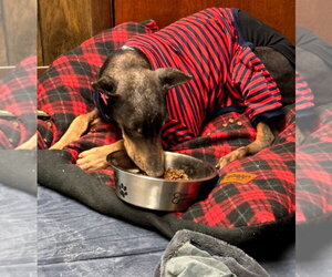 Nellie Adoption Pending! - Female Doberman Pinscher Dog for Adoption - Photo #10
