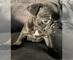 Small Photo #6 French Bulldog Puppy For Sale in CLARKS SUMMIT, PA, USA