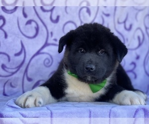 Akita Puppy for sale in LANCASTER, PA, USA