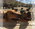 Small Photo #151 Rhodesian Ridgeback Puppy For Sale in MORONGO VALLEY, CA, USA