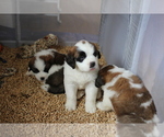 Small #11 Saint Bernard