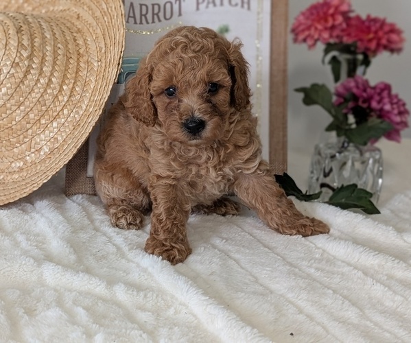Medium Photo #14 Poodle (Miniature) Puppy For Sale in GOSHEN, IN, USA