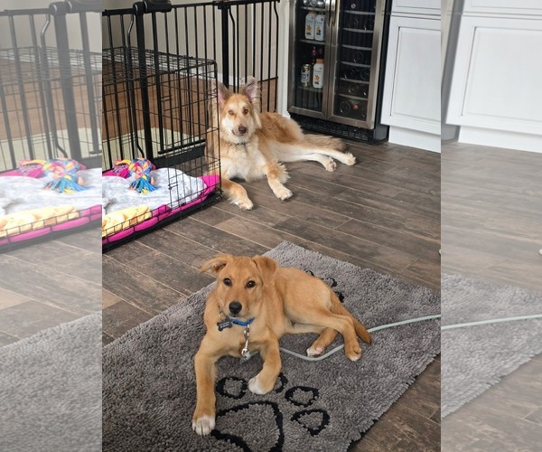 Medium Photo #2 Labrador Retriever-Unknown Mix Puppy For Sale in Rockaway, NJ, USA