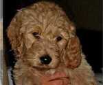 Small Photo #6 Goldendoodle Puppy For Sale in CHARLESTON, SC, USA