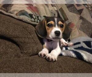 Beagle Puppy for sale in NEW PORT RICHEY, FL, USA