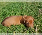 Small Photo #12 Dachshund Puppy For Sale in CHOCTAW, OK, USA