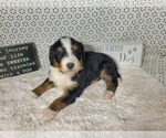 Small Photo #21 Bernedoodle Puppy For Sale in COLORADO SPRINGS, CO, USA