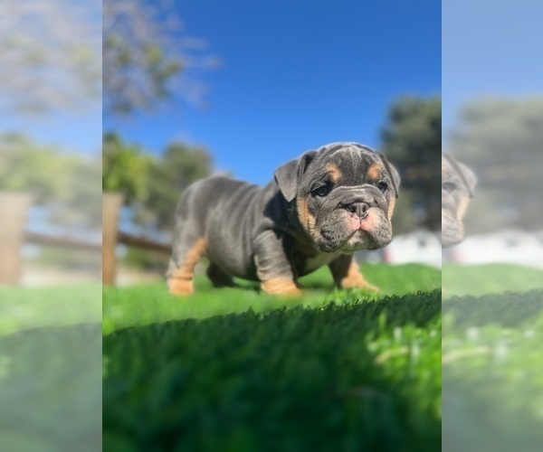 Medium Photo #3 English Bulldog Puppy For Sale in NEWPORT BEACH, CA, USA
