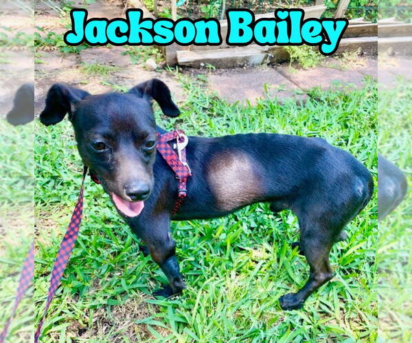Medium Photo #7 Chiweenie Puppy For Sale in San Antonio, TX, USA