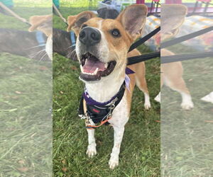 American Pit Bull Terrier-Unknown Mix Dogs for adoption in Germantown, OH, USA