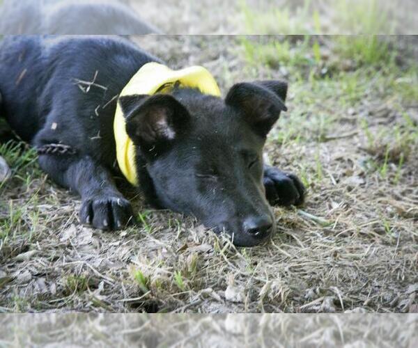 Medium Photo #4 Australian Shepherd Puppy For Sale in Jackson, MS, USA