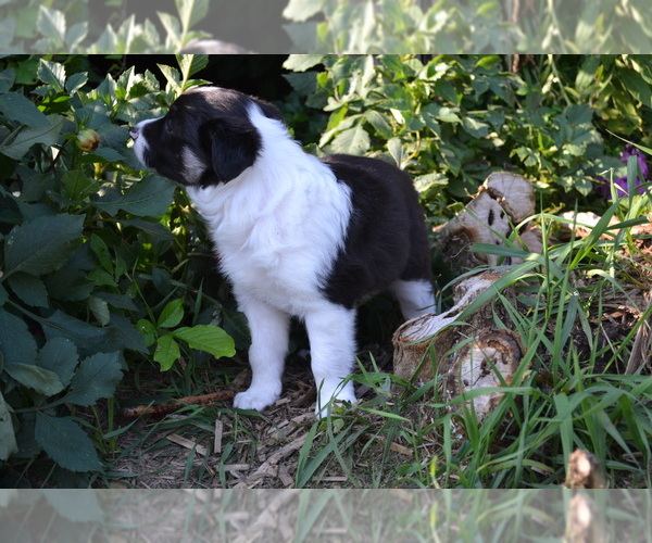 Medium Photo #12 Border Collie Puppy For Sale in GREENWOOD, WI, USA