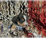 Small #8 Morkie