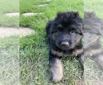 Small Photo #2 German Shepherd Dog Puppy For Sale in BOERNE, TX, USA