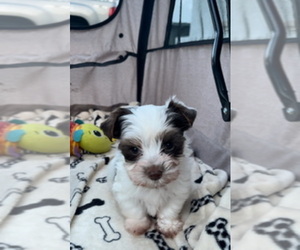 Chiweenie Puppy for sale in MODESTO, CA, USA