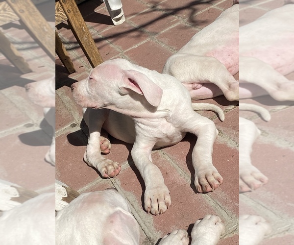 Medium Photo #3 Dogo Argentino Puppy For Sale in SANTA PAULA, CA, USA
